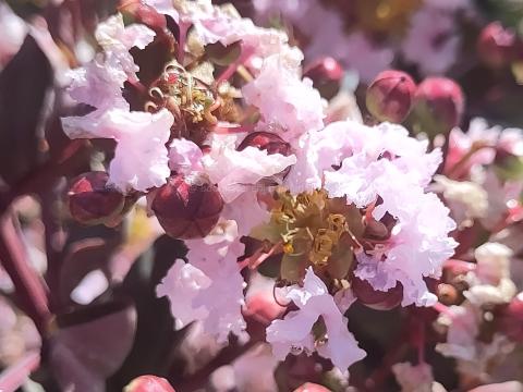 Lagerstroemia 'Burgundy Cotton'