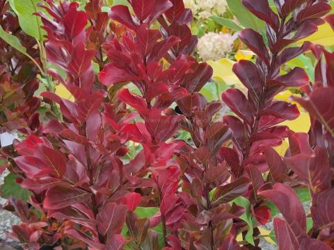 Lagerstroemia 'Pink Velour'