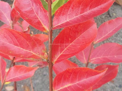 Lagerstroemia 'Sarah's Favorite' herfst