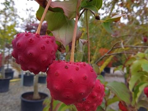 Cornus kousa 'Milky Way'