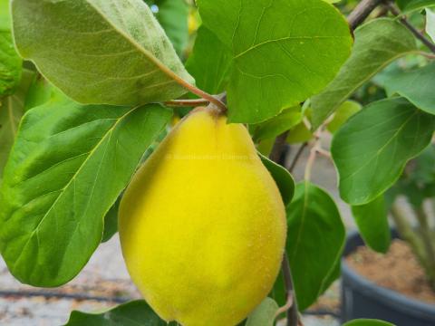 Cydonia oblonga 'Champion'