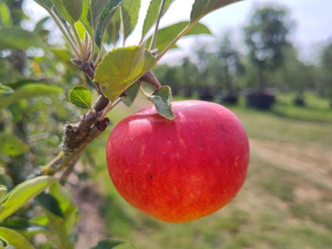 Malus