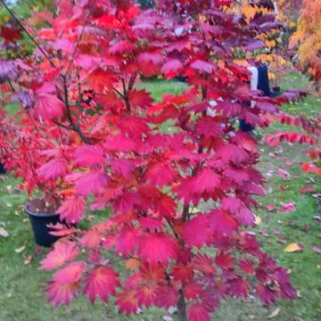 Acer japonicum 'Vitifolium'