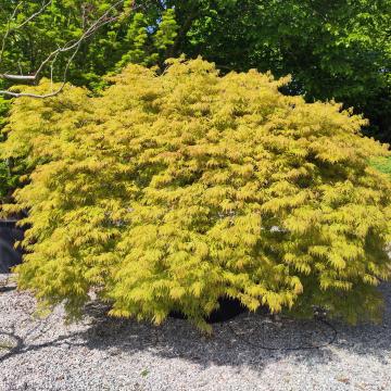 Acer palmatum 'Dissectum' ( = A. p. var. dissectum viride)