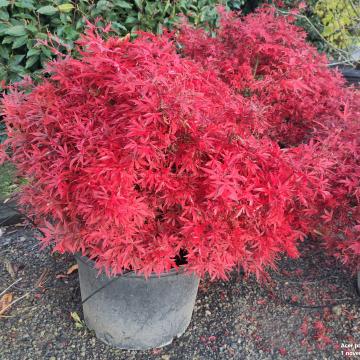 Acer palmatum 'Shaina'