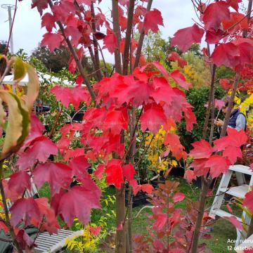 Acer rubrum 'Brandywine'