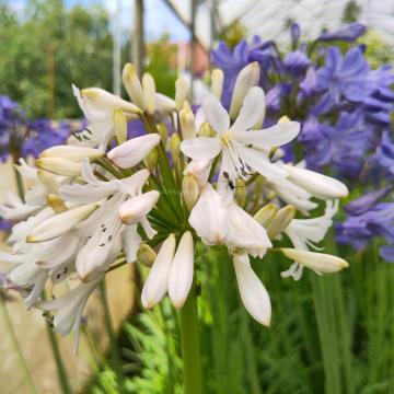 Agapanthus 'Margarita'