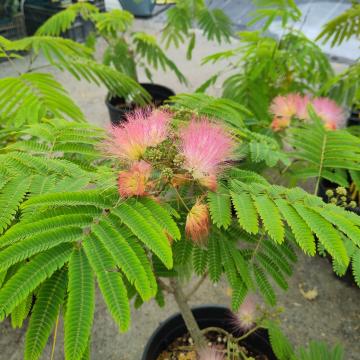 Albizia julibrissin 'Tropical Dream' ®