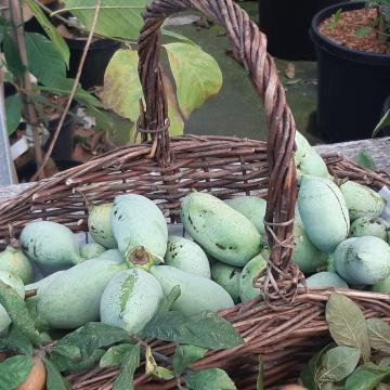 Asimina triloba 'Overleese'