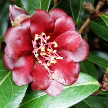 Camellia 'Night Rider'