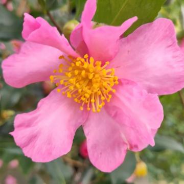 Camellia sasanqua 'Cleopatra'