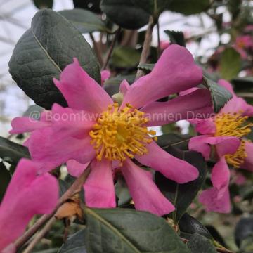Camellia sasanqua 'Tasutagawa'