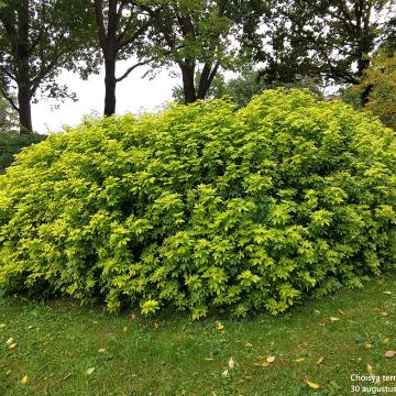 Choisya ternata 'Sundance'