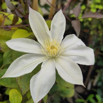 Clematis 'Wada's Primrose'