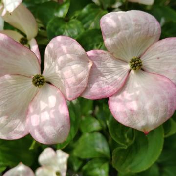 Cornus kousa 'Satomi Compact'