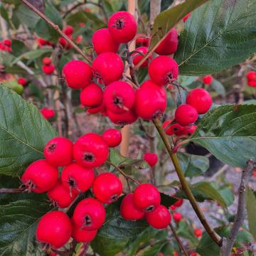 Crataegus lavalleei 'Carrierei'