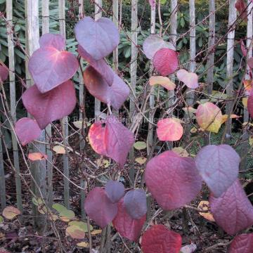 Disanthus cercidifolius 'BSWJ11706'