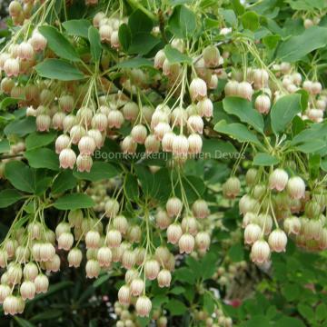 Enkianthus chinensis