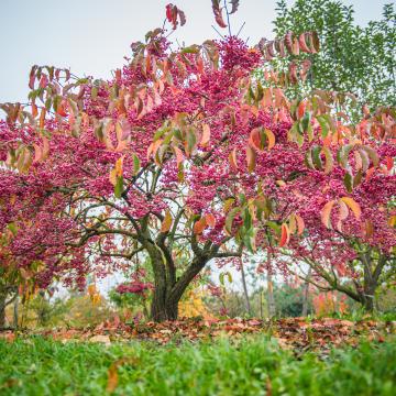 Euonymus maackii