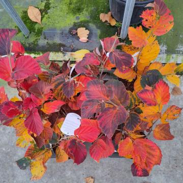 Hamamelis intermedia 'Yamina'