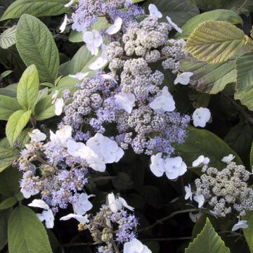 Hydrangea aspera 'Mauvette'