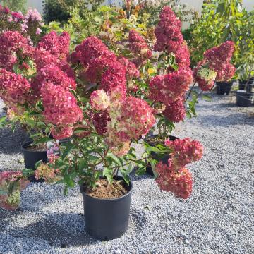 Hydrangea paniculata 'Fraise Melba' ®