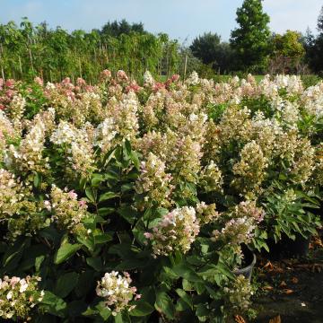 Hydrangea paniculata 'Unique'
