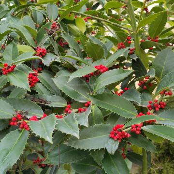 Ilex koehneana 'Chestnut Leaf'