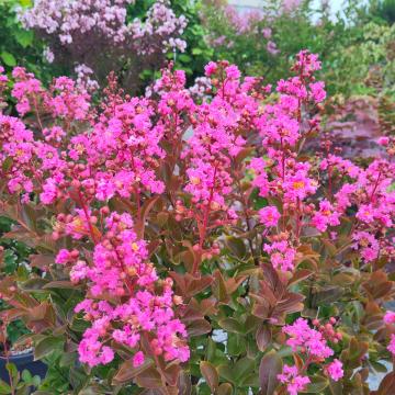 Lagerstroemia 'Hopi'