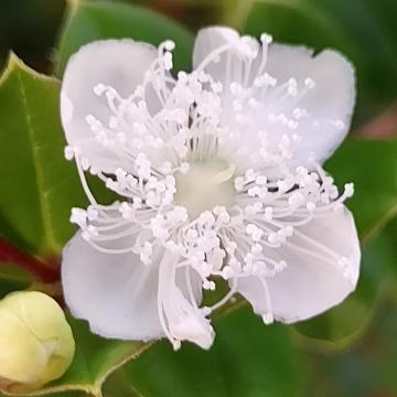Luma apiculata (Myrtus apiculata)