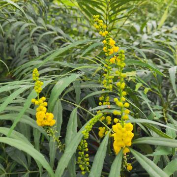 Mahonia confusa 'Narihira'