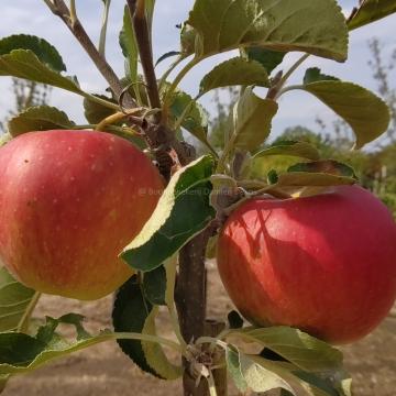 Malus domestica 'Santana' ®