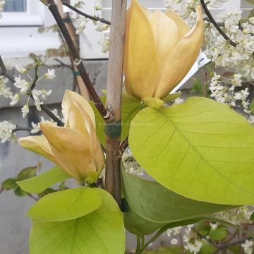 Magnolia 'Judy Zuk'