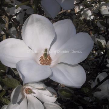 Magnolia kobus 'Janaki Ammal'