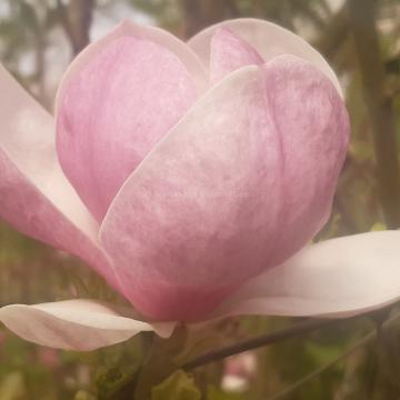 Magnolia soulangeana 'Rustica Rubra' (x)