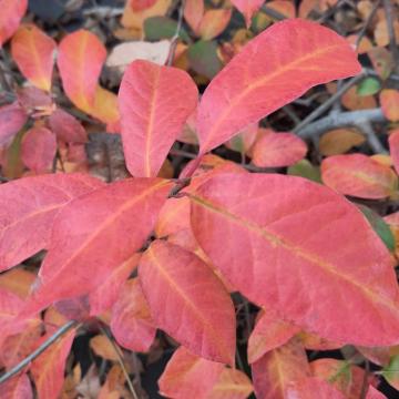 Nyssa sylvatica 'Red Red Wine'