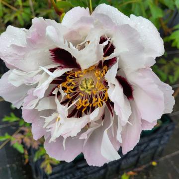 Paeonia rockii 'Su Sha Chan Yi'