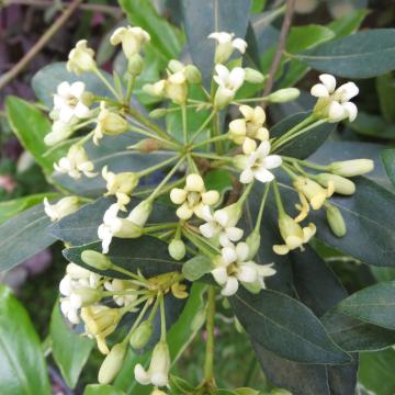 Pittosporum heterophyllum