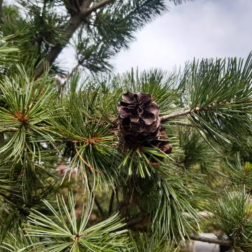 Pinus parviflora 'Glauca'
