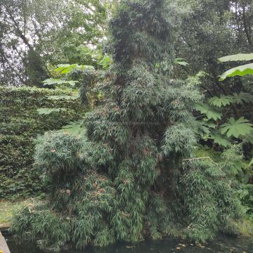 Podocarpus salignus