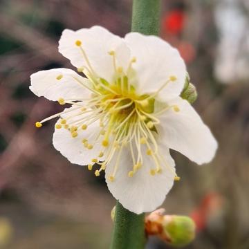 Prunus mume 'Tojibai'