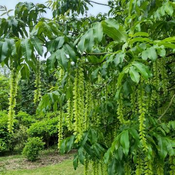 Pterocarya stenoptera