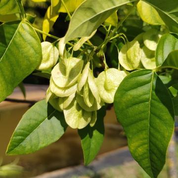 Ptelea trifoliata 'Aurea'