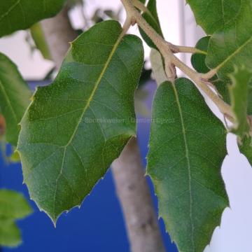 Quercus ilex