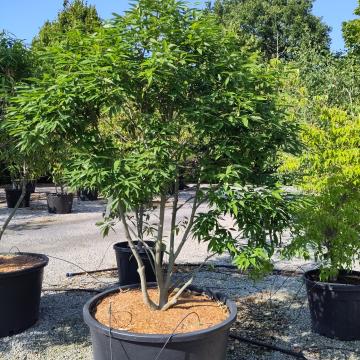 Quercus myrsinifolia