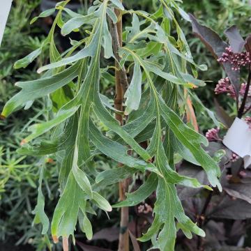 Quercus robur 'Posnania'