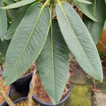 Rhododendron auriculatum (seedling)