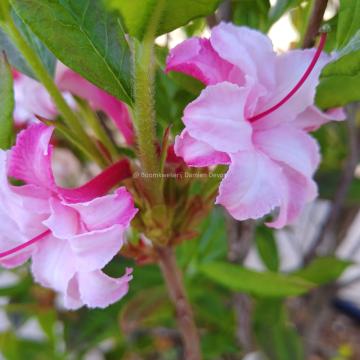 Rhododendron 'Corneille' (Ghent Azalea)