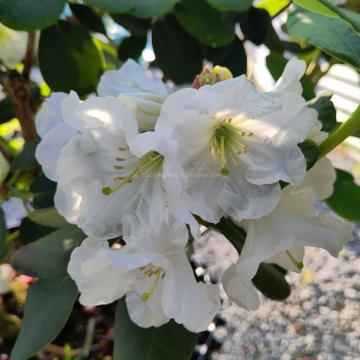 Rhododendron decorum