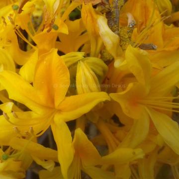 Rhododendron luteum (Azalea pontica)